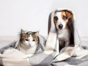 Dog,And,Cat,Under,A,Plaid.,Pet,Warms,Under,A