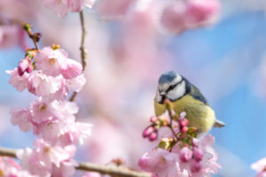 A,Blue,Tit,Sits,On,A,Beautiful,Branch,With,Cherry