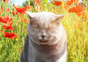 A,Gray,Cat,Sneezes,From,Red,Poppies,In,A,Field.