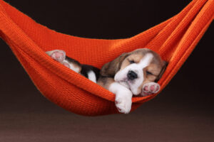 Small,Beagle,Puppy,Sleeping,In,A,Hammock