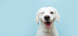 Happy,Dog,Puppy,Winking,An,Eye,And,Smiling,On,Colored