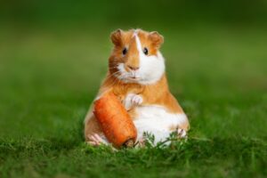 Funny,Fat,Guinea,Pig,With,A,Carrot,In,Summer