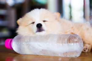 Brown,Pomeranian,Dog,Sleeping,On,The,Frozen,Water,Bottle.