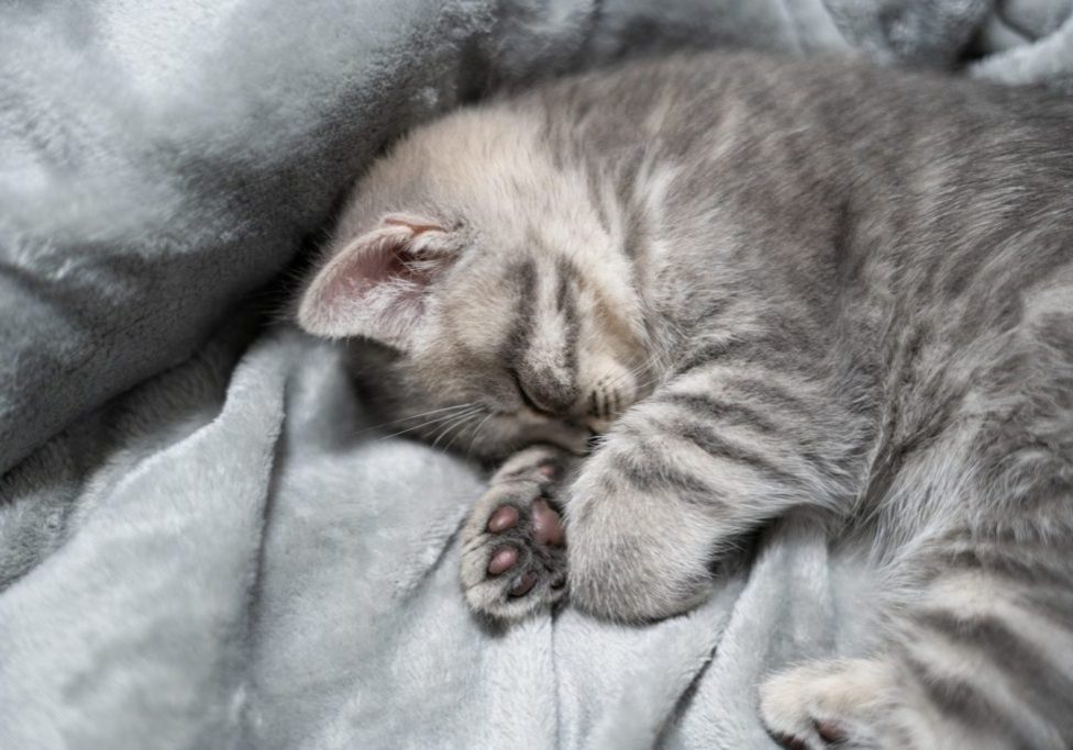 Sleeping,Cat,,Perfect,Dream.,Animal,Child,Fell,Asleep.,Beautiful,Little