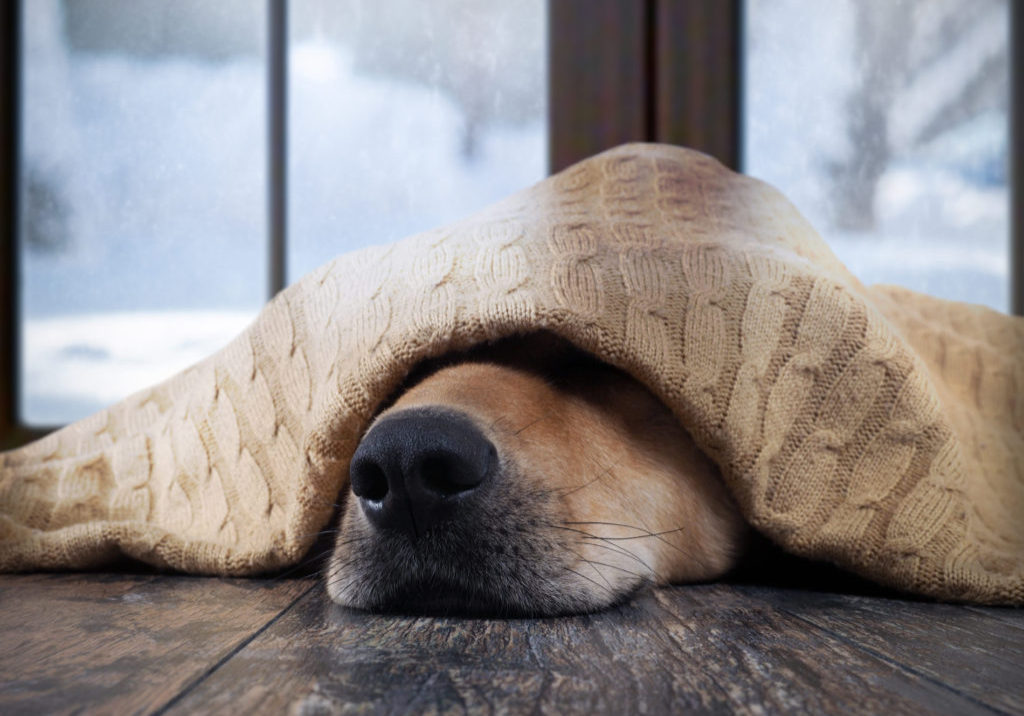 The,Dog,Freezes.,Funny,Dog,Wrapped,In,A,Warm,Blanket.