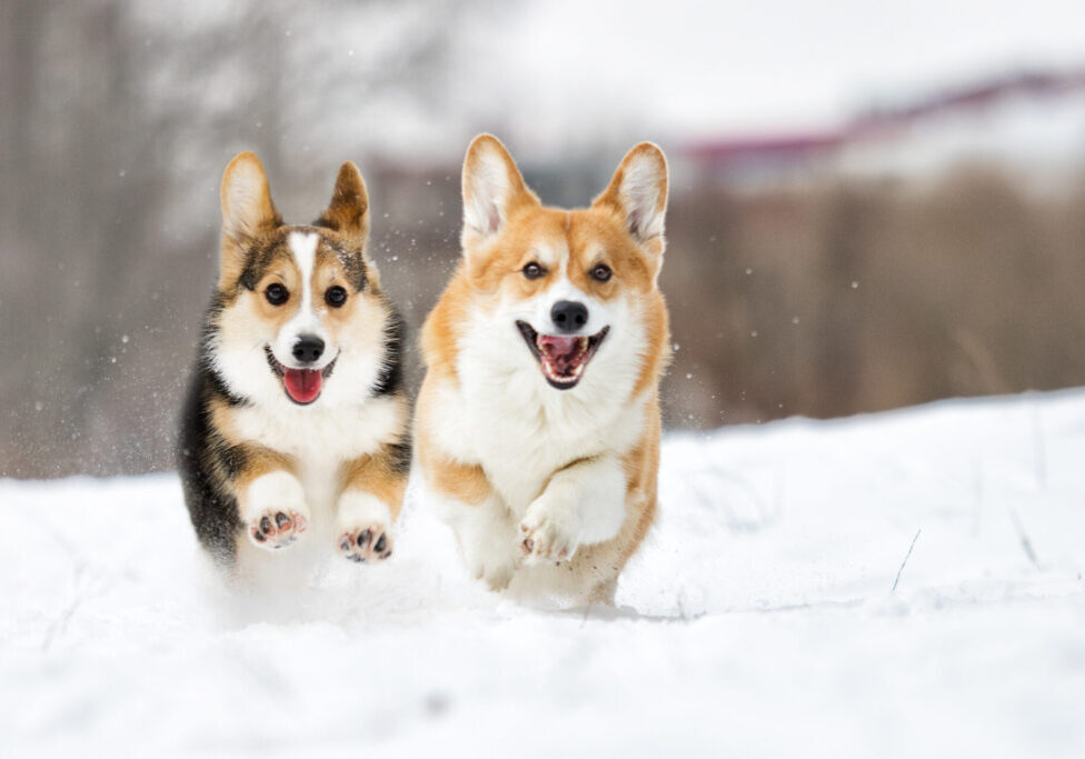 Welsh,Corgi,Dog,Running,Outdoors,In,The,Snow