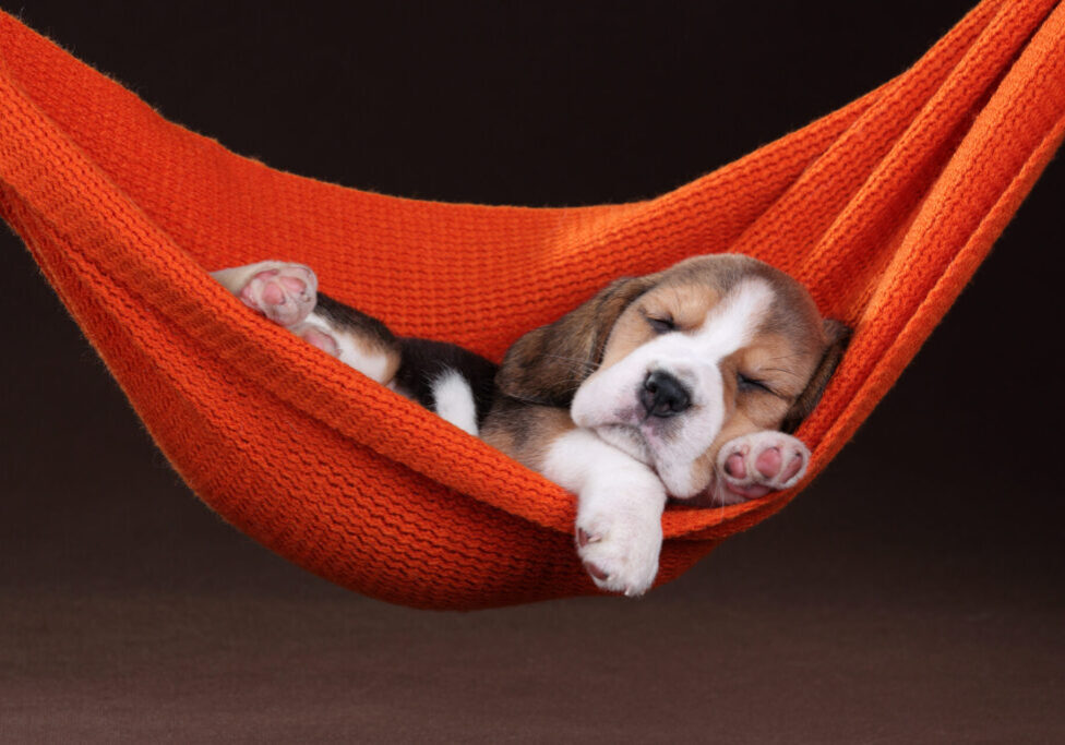 Small,Beagle,Puppy,Sleeping,In,A,Hammock