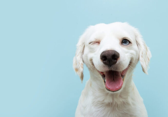 Happy,Dog,Puppy,Winking,An,Eye,And,Smiling,On,Colored