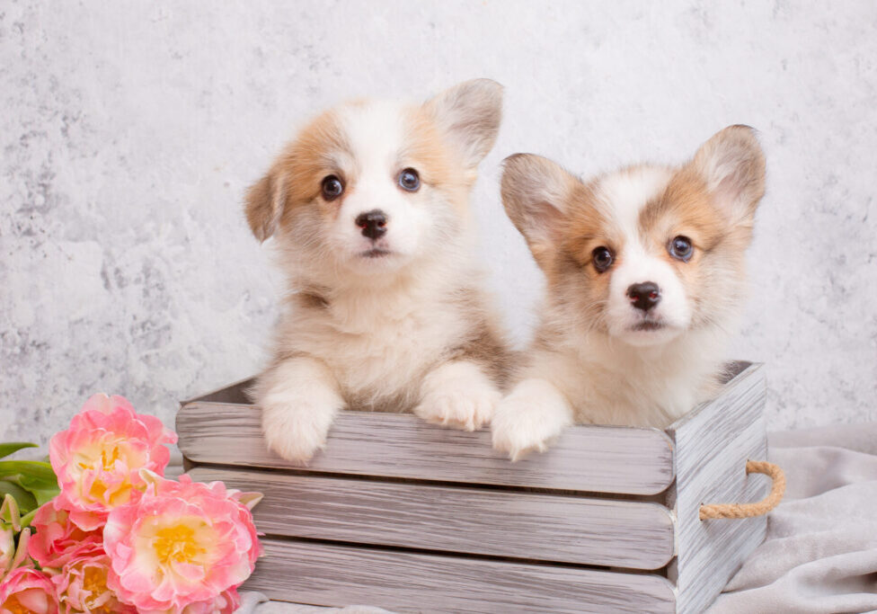 Two,Group,Of,Corgi,Puppies,Sit,In,A,Basket,With