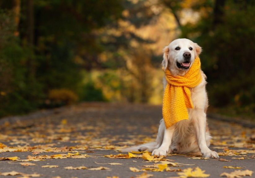 Golden,Retriever,Dog,Wearing,In,A,Yellow,Scarf,In,Nature.