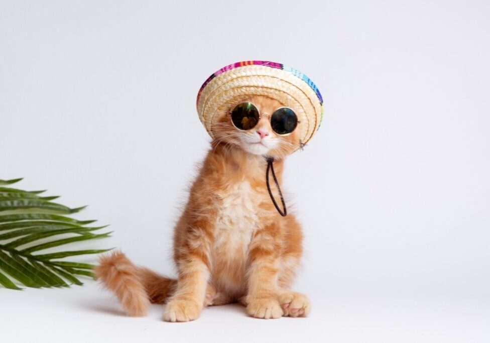 A,Ginger,Cat,In,Sunglasses,And,A,Sombrero,Hat,Is