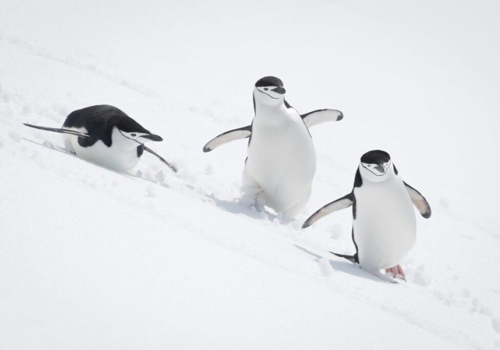 Three,Chinstrap,Penguins,Slide,Down,Snowy,Slope