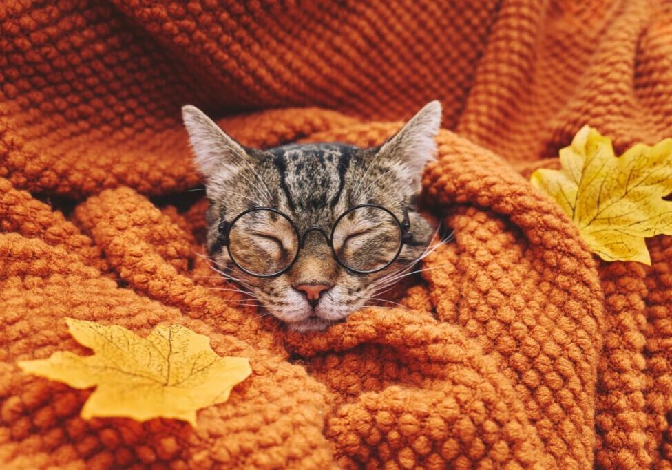 Cute,Tabby,Cat,In,Glasses,Sleeping,Wrapped,In,Wool,Orange
