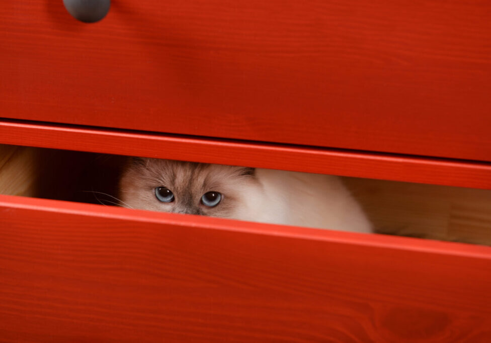 Cat,Hiding,In,The,Red,Wooden,Drawer