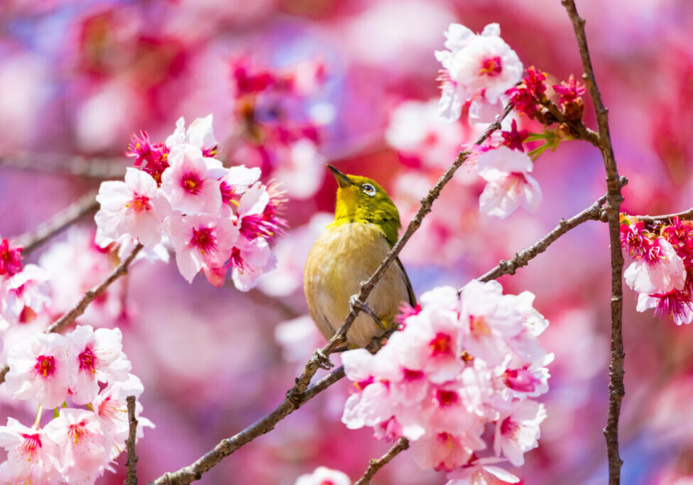 The,Japanese,White-eye.the,Background,Is,Cherry,Blossoms.,Located,In,Tokyo