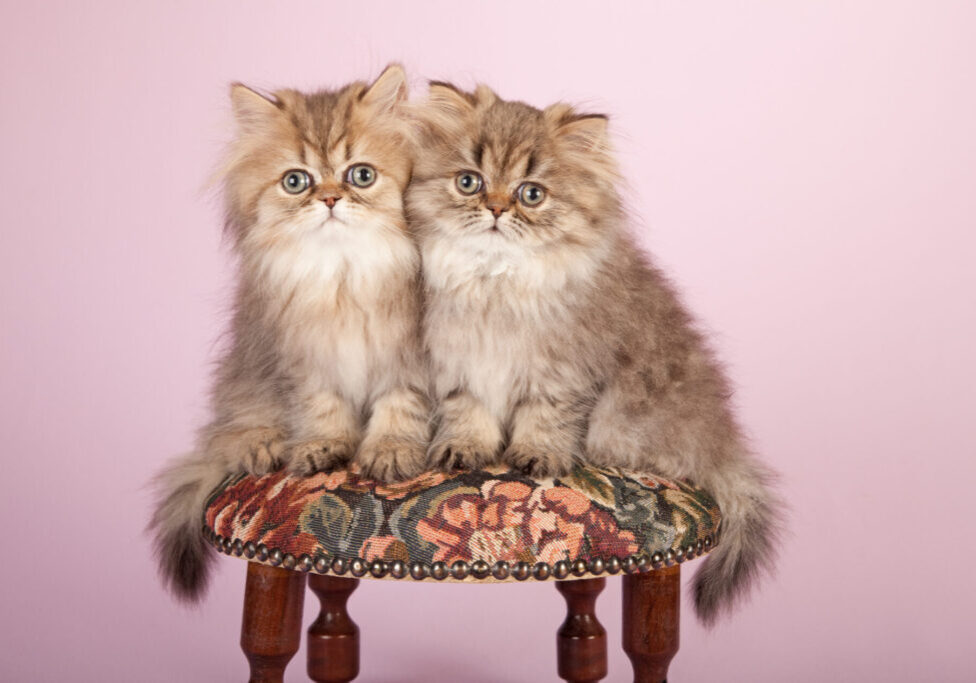 Golden,Chinchilla,Persian,Kittens,On,Round,Stool,Chair,On,Pink